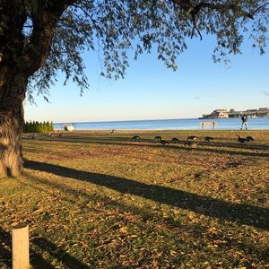 Meet your Posher, Dawn